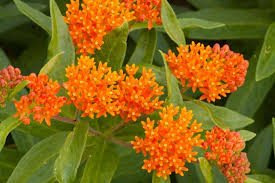 Butterfly Weed (Asclepias tuberosa) Bare-Root Starter Plants — 10 Pack