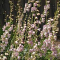 Palmer's Penstemon Seeds - Penstemon Palmeri, Fragrant Desert Wildflower for Pollinator Gardens