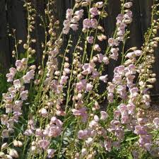 Palmer's Penstemon Seeds - Penstemon Palmeri, Fragrant Desert Wildflower for Pollinator Gardens