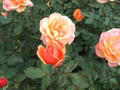 About Face Rose Starter Plant Rosa About Face - 6-10" Tall, Two-Toned Blooms