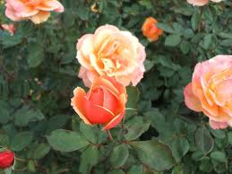 About Face Rose Starter Plant Rosa About Face - 6-10" Tall, Two-Toned Blooms