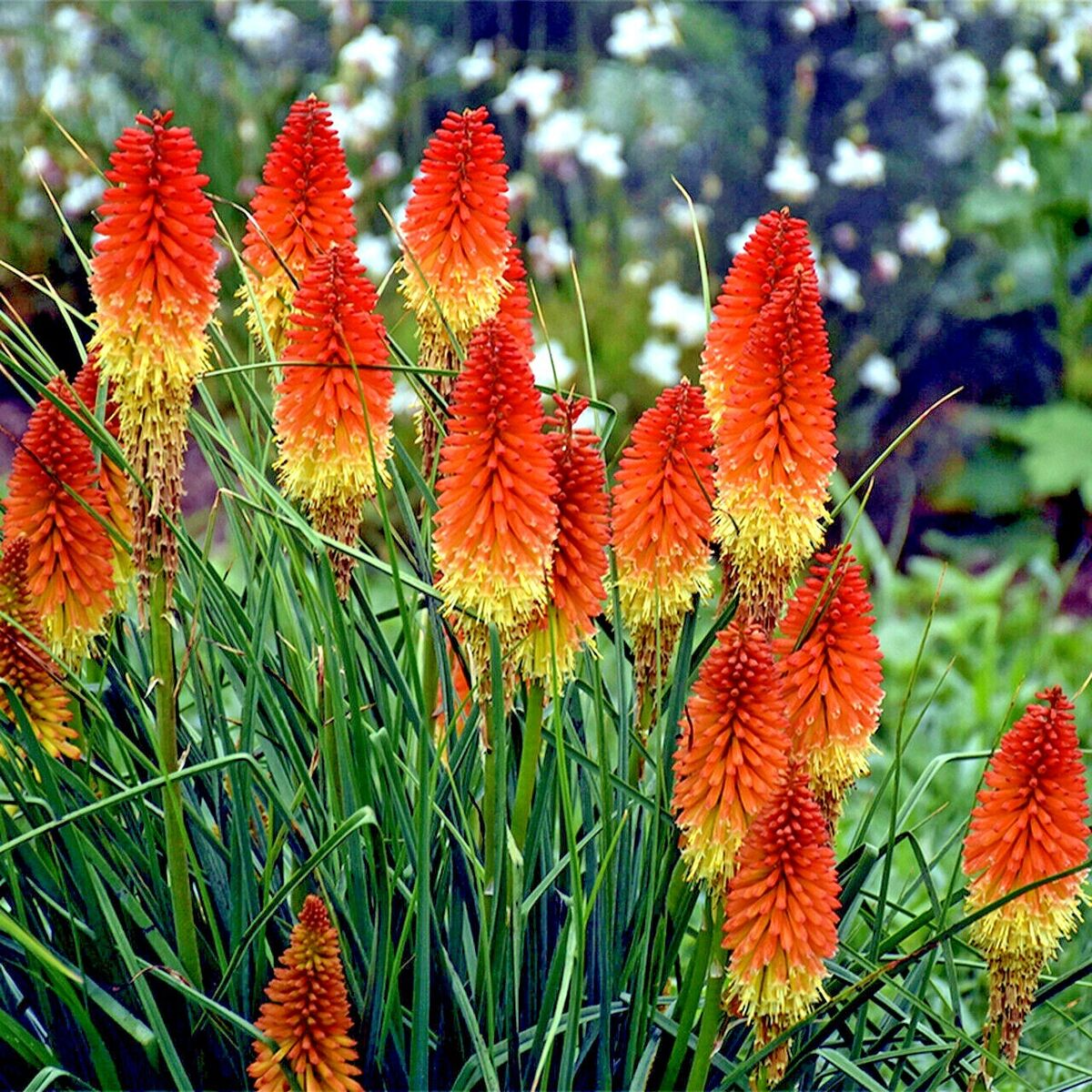 Kniphofia hirsuta - Dwarf Fire Dance Torch Lily Seeds (20 Seeds) - 18-20" Tall, Red & Yellow Blooms