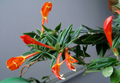 Columnea Broget Stavanger (Goldfish / Lipstick Plant) - 2-Inch Starter Pot