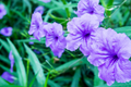 Purple Mexican Petunia Ruellia simplex - 5 Rooted Cuttings, Hardy Perennial