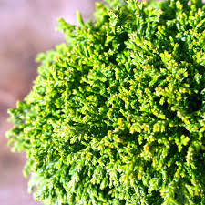 Chamaecyparis Pisifera 'Tsukumo' Live Starter Plant — 4-6 Inches, Dwarf Evergreen Cypress