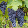 Concord Grape Cuttings (12+ Unrooted) Organic, Hardy Vine for Rooting