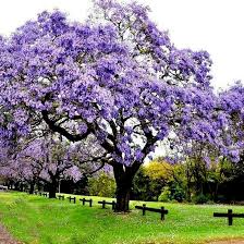 50 Royal Empress Tree Seeds (Paulownia tomentosa) - Fastest-Growing Shade Tree, Lavender Flowers, Non-GMO