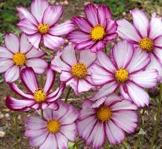 Cosmos Picotee Seeds (1g) - Bicolor Blooms, Hardy Annual for Pollinator Gardens