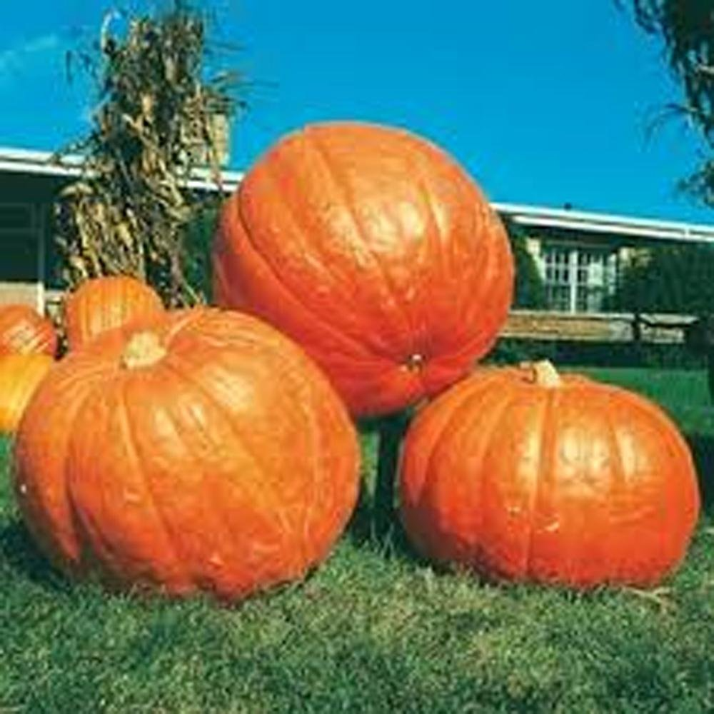 Big Max Pumpkin Seeds - Heirloom, Non-GMO, Up to 100+ lbs, 110 Days