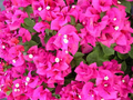 Helen Johnson Bougainvillea Starter Plant | Small Well-Rooted Seedling for Indoor & Outdoor Gardens
