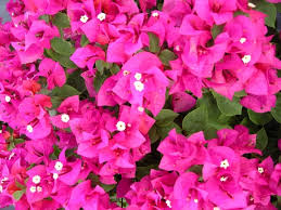 Helen Johnson Bougainvillea Starter Plant | Small Well-Rooted Seedling for Indoor & Outdoor Gardens