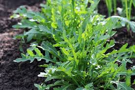 Arugula Seeds 1g | Eruca vesicaria – Heirloom, Non-GMO, Peppery Flavor