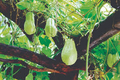 Chayote Squash Plant (Mirliton) – Live 10" Starter Plant in Pot
