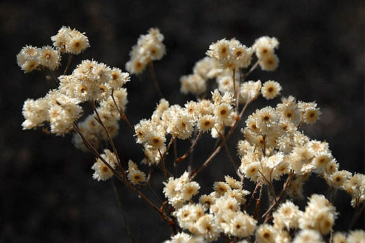 Pseudognaphalium Obtusifolium (Sweet Everlasting) Seeds — 500 Seeds, Native Perennial Wildflower