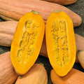 Jumbo Pink Banana Squash Seeds - Heirloom, Non-GMO, Winter Keeper (Cucurbita maxima) - 10 Seeds