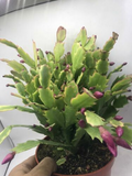 Christmas Cactus Cuttings (5pcs) Schlumbergera Truncata Starter Plants
