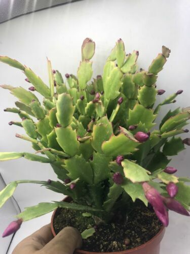 Christmas Cactus Cuttings (5pcs) Schlumbergera Truncata Starter Plants