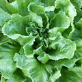 Endive Broadleaf Batavian Seeds (Cichorium endivia) 1g