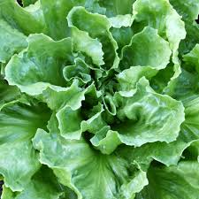 Endive Broadleaf Batavian Seeds (Cichorium endivia) 1g