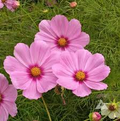Cosmos Gloria Seeds - 1g | Bright Pink, Purple & Magenta Annual Wildflower