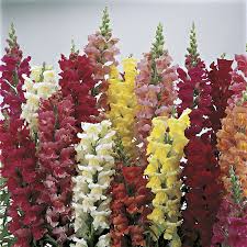 Antirrhinum majus Liberty Scarlet Snapdragon Seeds — 1000+ Scarlet Red Seeds for Garden & Cut Flowers