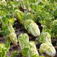 Chinese Cabbage Matsushima Seeds - Brassica rapa, Napa Cabbage, 150 Seeds, 70-85 Days