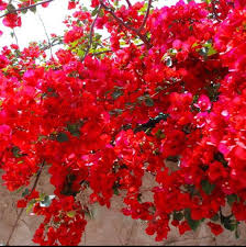 Spectabilis Red Bougainvillea Starter Plant Plug | Well-Rooted, Indoor/Outdoor