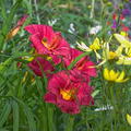 Daylily Cranberry Baby (Hemerocallis) - 1 Live Rooted Plant, Reblooms, Drought-Tolerant