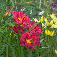 Daylily Cranberry Baby (Hemerocallis) - 1 Live Rooted Plant, Reblooms, Drought-Tolerant