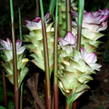 White Turmeric Live Plant - Curcuma zedoaria | 5-10" Tall, Partial Shade, Well-Drained Soil