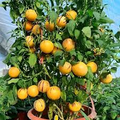 Pepino Melon Plant Cutting - Live Starter Plant with Pot, Solanum muricatum
