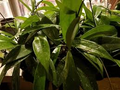 Hoya Pubicalyx Starter Plant (Mottled-Silver Leaf) – 5" Tall Vining Wax Plant
