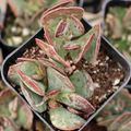 Adromischus maculatus 'Calico Hearts' 1 Live Succulent Plant