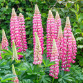 Lupinus Chatelaine Pink Seeds | 25+ Pink Lupine Seeds for Pollinator Gardens