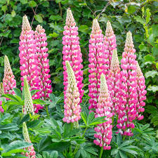 Lupinus Chatelaine Pink Seeds | 25+ Pink Lupine Seeds for Pollinator Gardens