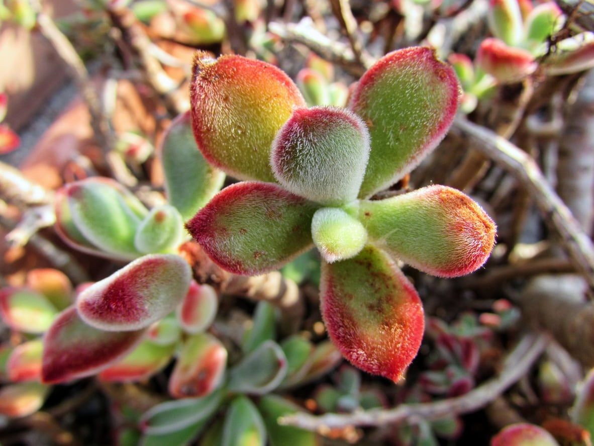 Echeveria pulvinata Plush Chenille - 3 Rooted Cuttings, Fuzzy Succulent, Red-Tipped Edges