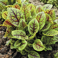 Red Veined Sorrel Seeds (Rumex sanguineus) - 500 Seeds for Salads & Garnishes