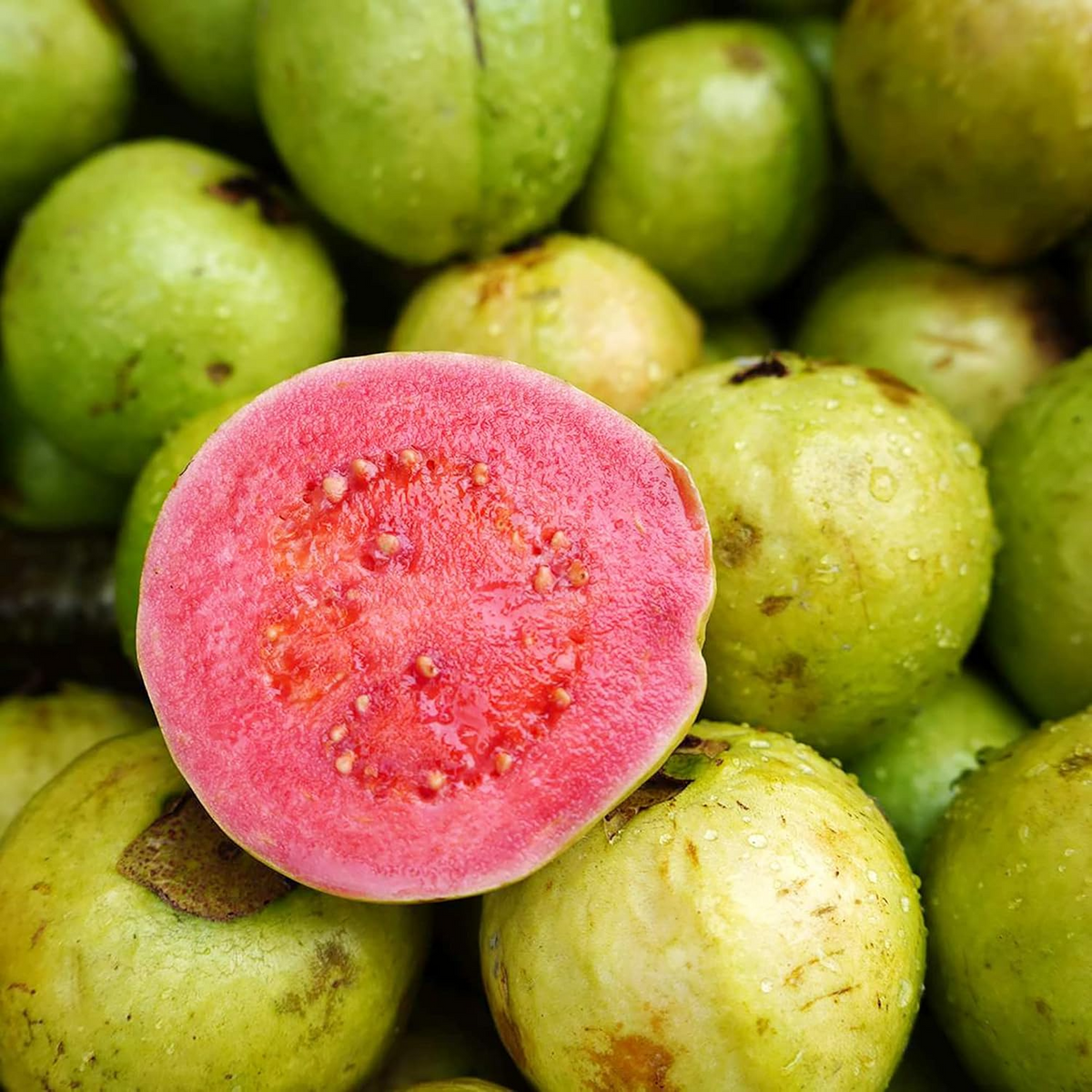 20 Pink Guava Seeds - Psidium guajava | Non-GMO Tropical Fruit Tree Seeds