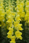 Snapdragon Seeds Potomac Yellow (Antirrhinum majus) | 1000+ Seeds for Garden & Cut Flowers
