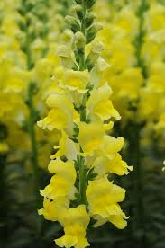 Snapdragon Seeds Potomac Yellow (Antirrhinum majus) | 1000+ Seeds for Garden & Cut Flowers