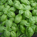Sweet Basil Seeds Ocimum basilicum - Heirloom Non-GMO, 200 seeds