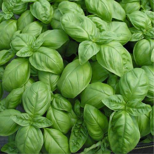 Sweet Basil Seeds Ocimum basilicum - Heirloom Non-GMO, 200 seeds