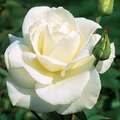 JFK White Rose Bush Cuttings – Unrooted 6" John F. Kennedy Hybrid Tea Rose, Licorice Fragrance, Double Blooms, Zones 7-10