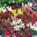 Floral Showers Mix Snapdragon Seeds (Antirrhinum majus) - 1000+ Seeds, Dwarf, Colorful Blooms