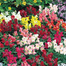 Floral Showers Mix Snapdragon Seeds (Antirrhinum majus) - 1000+ Seeds, Dwarf, Colorful Blooms