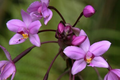 Spathoglottis plicata Ground Orchid - Purple Lavender, Live Plant in 4" Pot