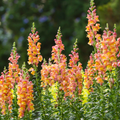 Antirrhinum majus Rocket Bronze Snapdragon Seeds – 1000+ Seeds, Bronze-Orange Blooms