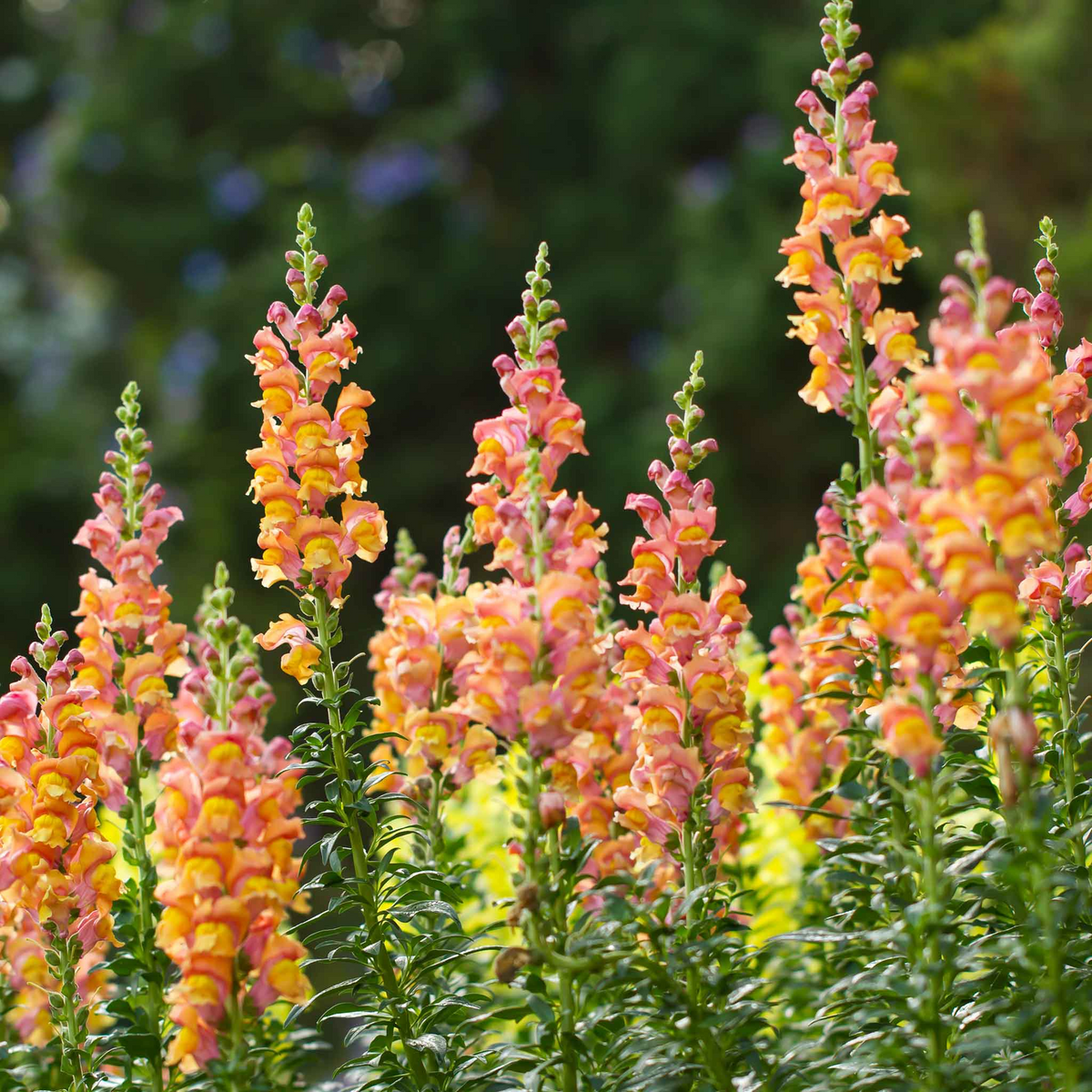 Antirrhinum majus Rocket Bronze Snapdragon Seeds – 1000+ Seeds, Bronze-Orange Blooms