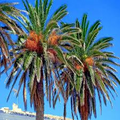 Date Palm Tree Seeds (Phoenix dactylifera) – 5 Seeds, Edible Fruit, Zone 8 hardy