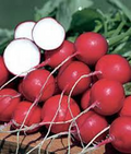 Champion Radish Seeds - Heirloom, Non-GMO, 1-2" Round Radishes (Under 30 Days) - 6-8" Tall, Fast-Growing